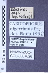 Etikette zu Cardiophorus nigerrimus (Erichson, 1840) (NHMW-ZOO-COL-0007028)